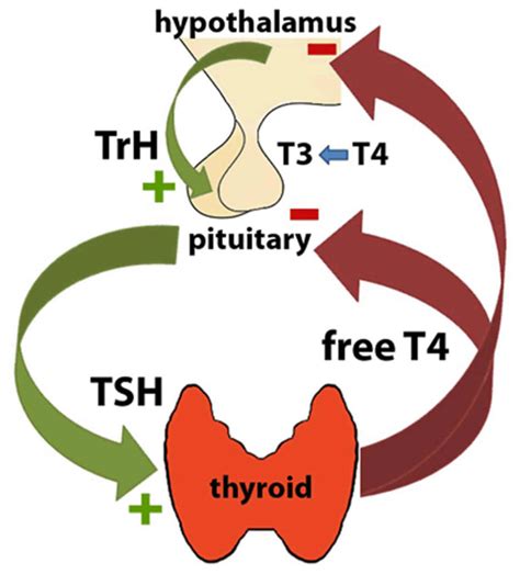 Tsh Or Thyroid Stimulating Hormone Test Tsh Levels Tsh Interpretation