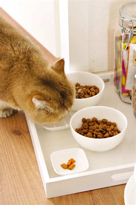 Diy Cat Food Tray ⋆ Beautylabnl