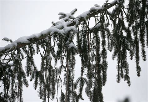 Portland Snowfall Predictions From 5 Local Weather Experts