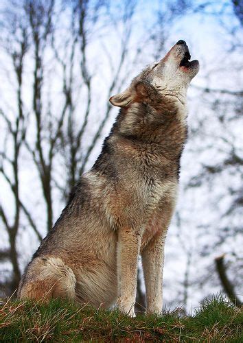Howler Wolf Howling Wolf Photos Wolf