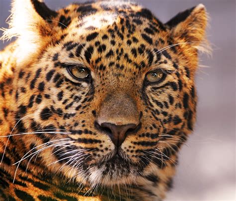 Thoughtful leopard | A new Amur leopard portrait taken in th… | Flickr