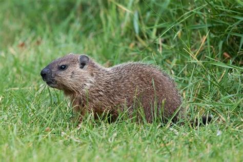 How To Control Groundhogs In The Garden