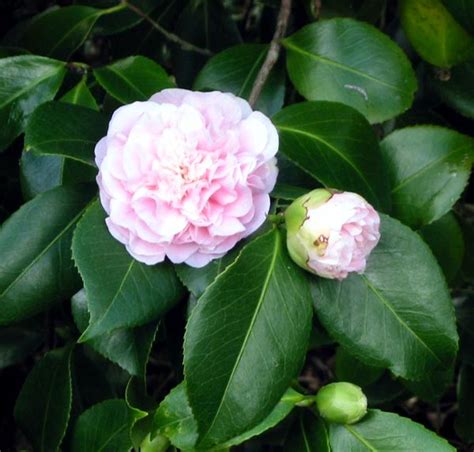 Camellias