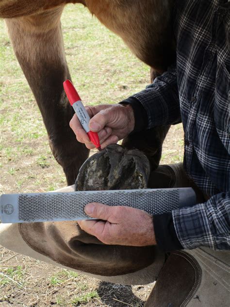 Barefoot Hoof Trimming Clinic With David Landreville