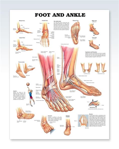 How to treat a foal born with flax tendons, muscles and tendon of a dog, extensor tendon ripped. Foot and Ankle Exam Room Anatomy Poster - ClinicalPosters