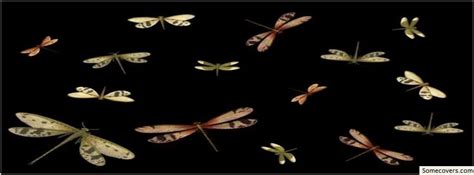 Dragonfly Fairy Insect Image Facebook Timeline Cover Facebook Covers