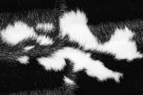 Black White Fur Texture Stock Photos Image 20712873