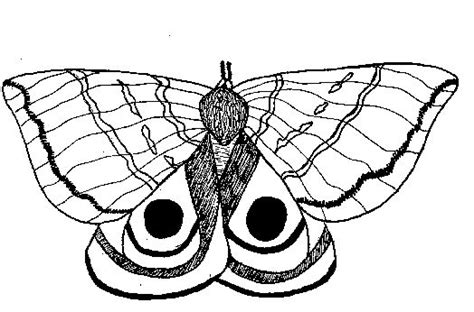 Color in this ladybug and chat noir coloring page and others with our library of online coloring pages! Coloring Io Moth Cate | Moth illustration, Io moth, Moth