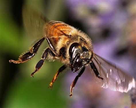 A Portfolio Of Bees Our Helpful Insects Petapixel