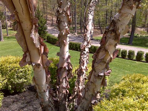 Clump meaning, definition, what is clump: Dura Heat River Birch Betula nigra 'Dura Heat' | Country ...