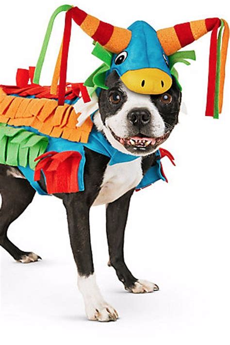 20 Halloween Costumes That Will Actually Fit Your Large Breed Dog Pet