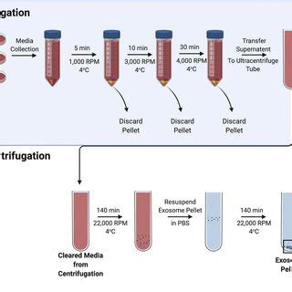 Extracellular Vesicle Separation By Ultracentrifugation Step By Step