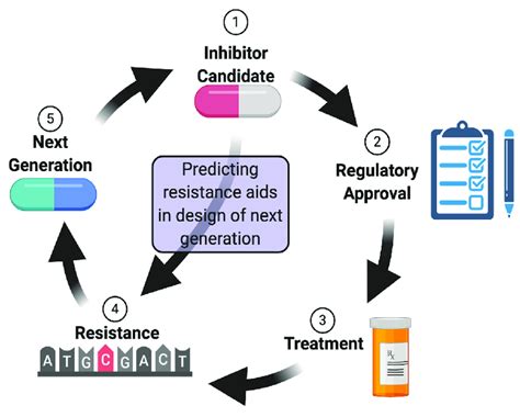 An Illustration Of The Drug Development Cycle Focusing On Mutationally