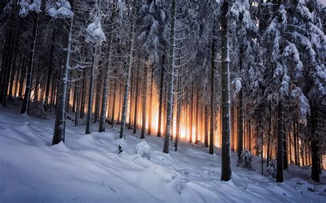 Trees On The Slope In The Winter Forest At Sunset