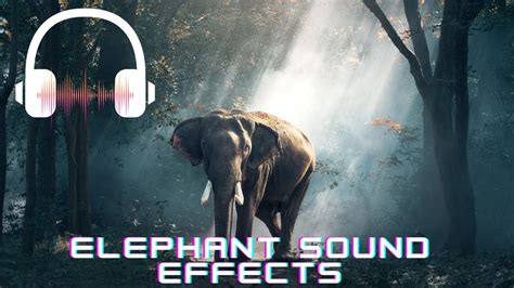 Elephant Sound Effect Elephant Sounds Youtube