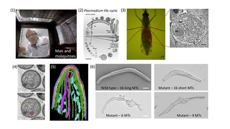 Parasite Shape Is Essential To Cause Malaria Human Frontier Science