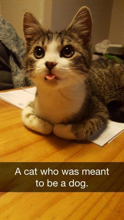 29 Funniest Cats To Brighten Your Day Cats Funny Cats Funny Animals