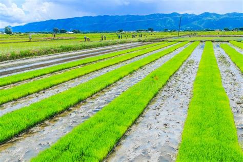 Rice Field As The Agriculture Stock Image Image Of Grows