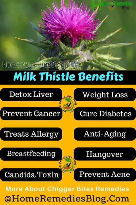 12 Amazing Health Benefits Of Milk Thistle Home Remedies Blog