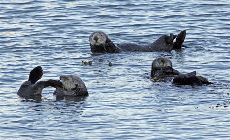 Reward To Find Killer Of Sea Otters Off Central Coast Doubles To