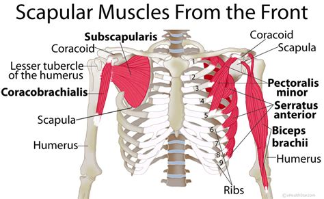 Scapula Muscle Anatomy