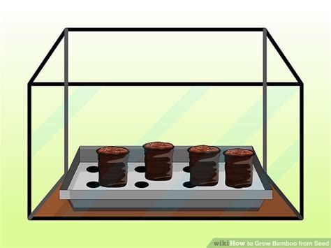 Bamboo (phyllostachys aurea) can make a beautiful accent plant. How to Grow Bamboo from Seed (with Pictures) - wikiHow