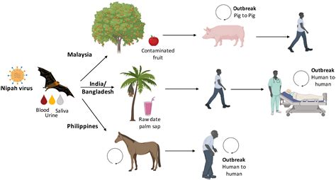 Pathogens Free Full Text Nipah And Hendra Viruses Deadly Zoonotic