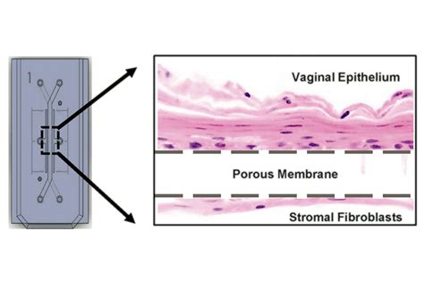 Cientistas Projetaram Vagina Em Chip Para Pesquisa 12122022 Equilíbrio E Saúde Folha