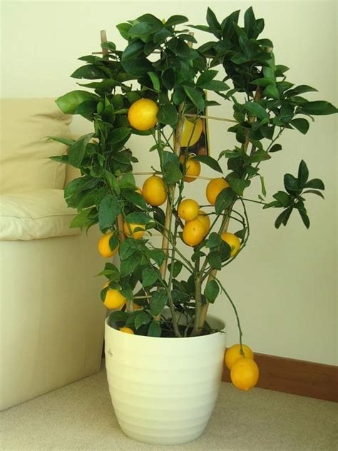 Indoor Lemon Trees Fabulous Decorative Addition To Home Decor
