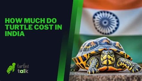 How Much Do Turtle Cost In India Turtles Talk