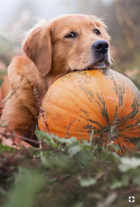 Cute Halloween Dogs Wallpapers Wallpaper Cave