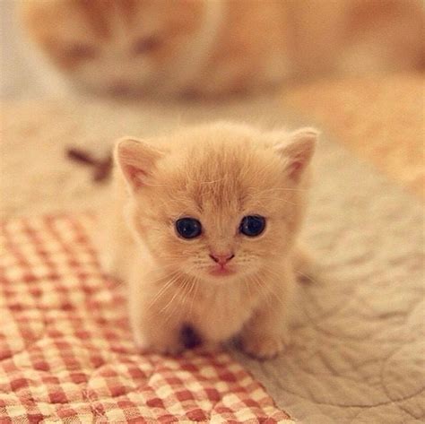 Pin By Stephen On Too Cute Kittens Cutest Cute Cats And Kittens