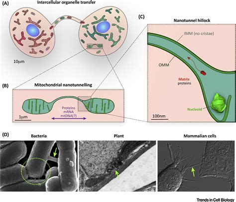 Mitochondrial Nanotunnels Trends In Cell Biology