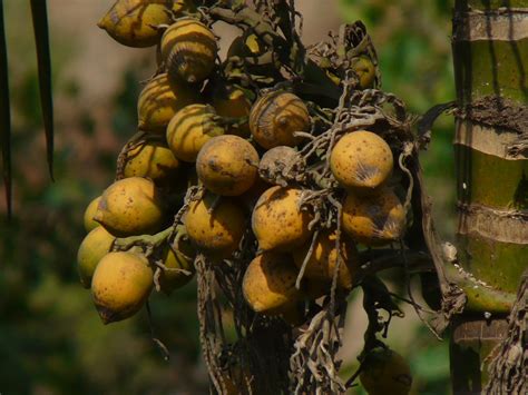 Betel Nut Areca Catechu Flickr