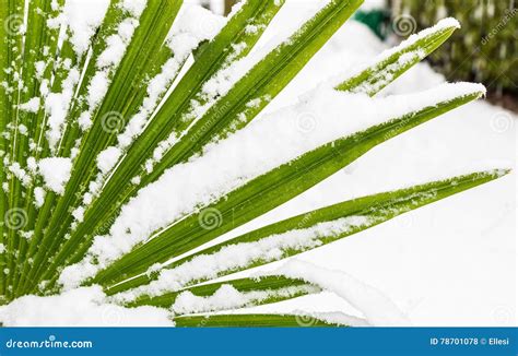 Leavs Of Palm Trees Covered With Snow Stock Photo Image Of Snow