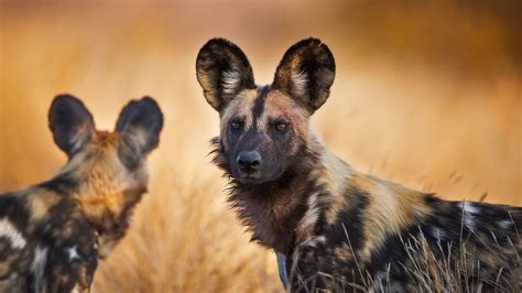 Animal African Wild Dog Animal Dog Wild Dog Wallpaper Dog Wallpaper