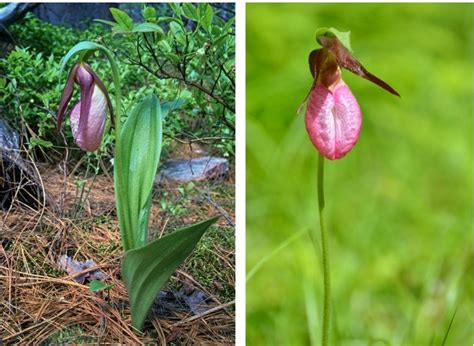 Orchids Of The North The Life Of The Pink Ladys Slipper