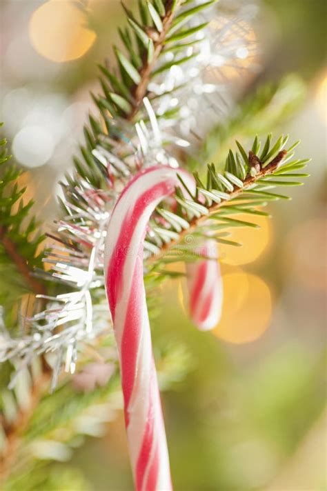 Close Up Candy Cane Hanging Christmas Tree Stock Photos Free