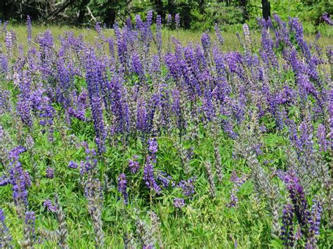 Purple Lupins In Maine Wild Flowers Flower Garden Beautiful Flowers