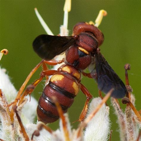 Id For A Florida Panhandle Red Wasp Cerceris Bicornuta Bugguidenet