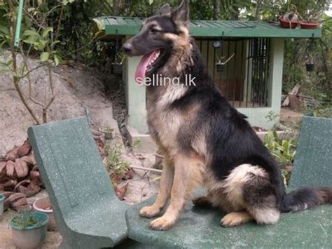 Dog price in sri lanka 2021. lion shepherd dog for crossing Matara - selling.lk - Free ...