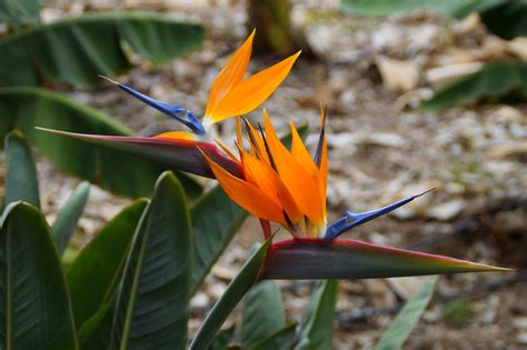 Bird of Paradise Flowers: Planting, Growing, and Caring for Bird of
