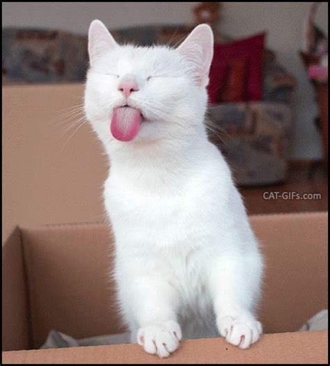 White Cat Sticking Tongue Out Meme