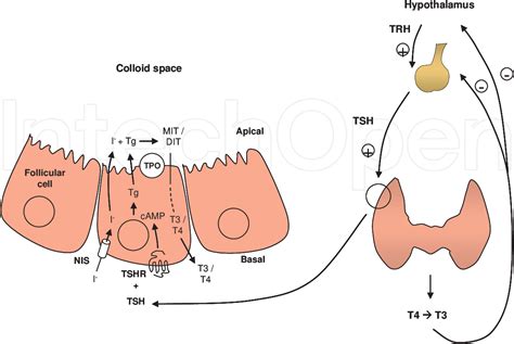 Figure From A Review Of The Pathogenesis And Management Of
