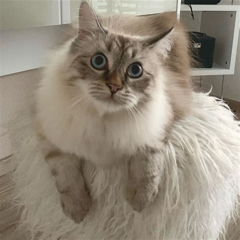 Siberian Cat For Sale Maryland Cat Bvc