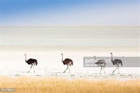 Ostrich Africa Photos And Premium High Res Pictures Getty Images