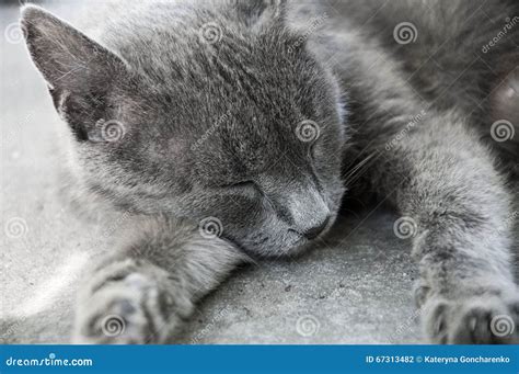Grey Cat Sleeping Stock Photo Image Of Domestic Beauty 67313482