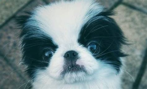 15 Interesting Facts About Japanese Chin The Dogman