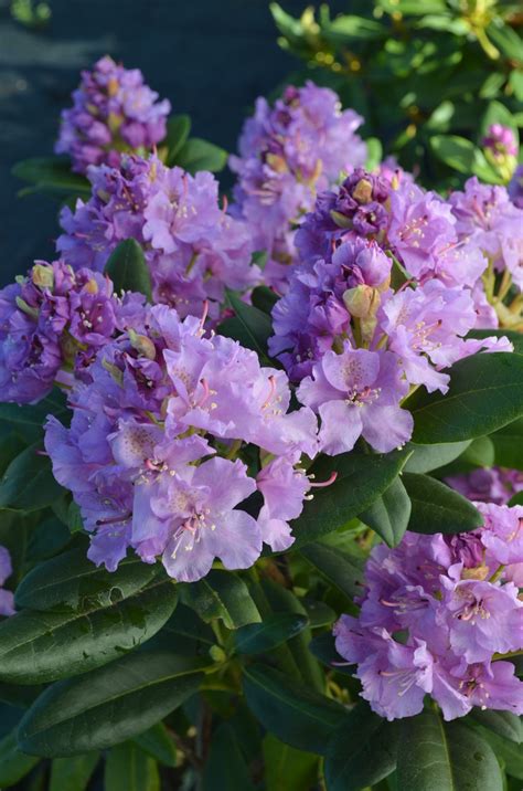 Rhododendron Lavender Queen Rhododendrons Hybrids And Species