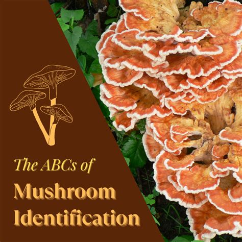The Abcs Of Identifying Mushrooms Dengarden